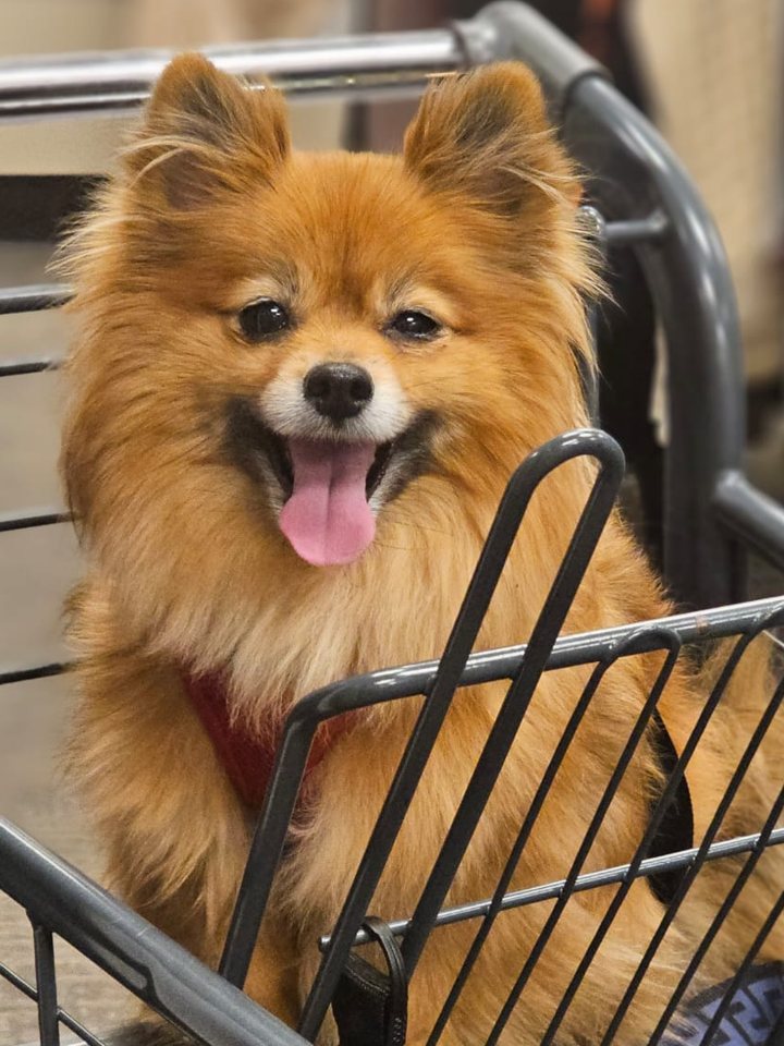 Wookie, a small orange Pomeranian, smiling in a shopping cart